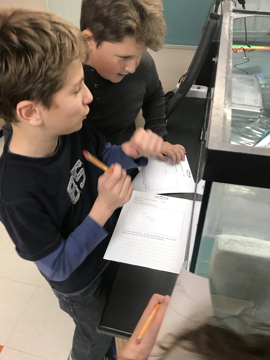 SNISEcologyClub's tweet photo. Busy sketching our alevin and recording our observations of growth  this week. https://t.co/26xXWhGQJB