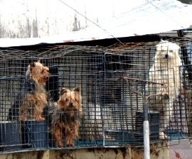 waynepacelle's tweet photo. @USAToday reminds America of its continuing puppy mill crisis and @USDA’s deficient response to this systemic mistreatment of America’s best friends: https://t.co/CSumRdQOnT via @usatopinion https://t.co/z5KGX3cS4E