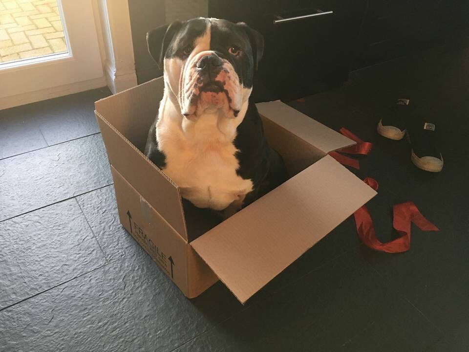 EdwardsFriend's tweet photo. 🎅🏻ziggy🎅🏻in foster🎅🏻 the cutest #bedthief we ever did see♥️ #foster #beds #bedtime #bed #dogsoftwitter #dogoftheday #DogLife #bulldog #BulldogNation
#AdoptDontShop #dogsarelove #dogsarefamily #EF #rescue #bedswap https://t.co/gGHQFYZY16