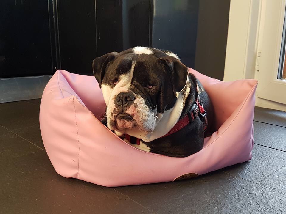 EdwardsFriend's tweet photo. 🎅🏻ziggy🎅🏻in foster🎅🏻 the cutest #bedthief we ever did see♥️ #foster #beds #bedtime #bed #dogsoftwitter #dogoftheday #DogLife #bulldog #BulldogNation
#AdoptDontShop #dogsarelove #dogsarefamily #EF #rescue #bedswap https://t.co/gGHQFYZY16