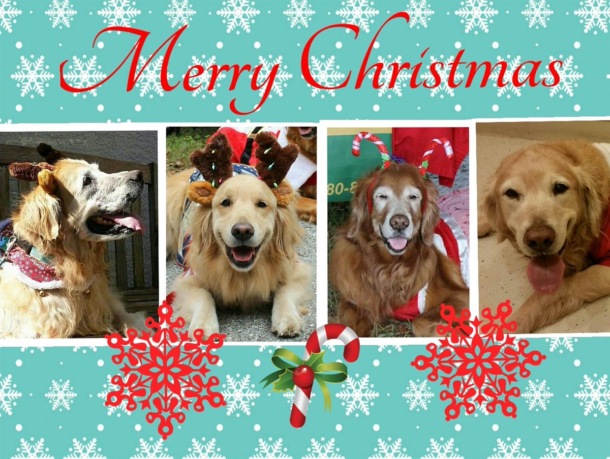 thegooddoggy's tweet photo. #goldenretriever @JustGoldens @SugarTheGoldenR @AlllGolden  @JustGoldens  @goldensglee
@CuteGoldens @iheartgoldenret
@thedailygolden @cute https://t.co/hxDDSfvvuw