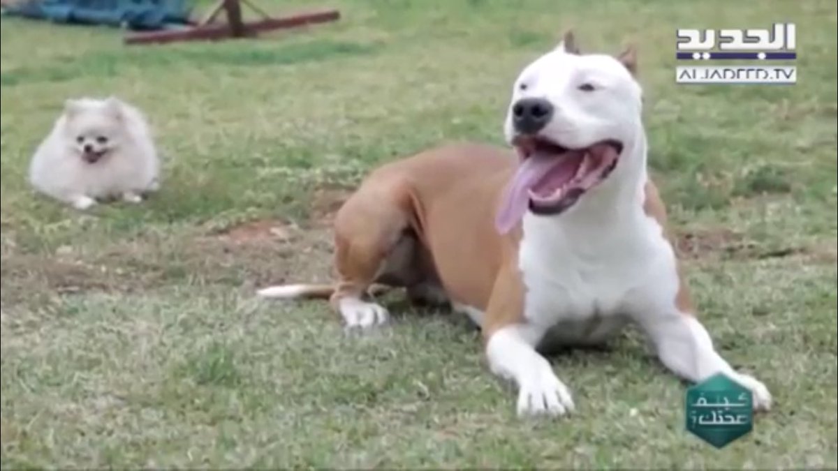 Yaacoubissa's tweet photo. Dog Training programs with the best positive way of Training @dogpalace lebanon 76747740 https://t.co/qhCFQnNRwp