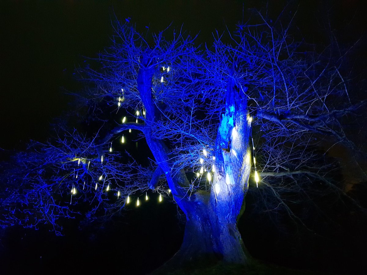 StephBirdDesign's tweet photo. Beautiful display at Saltram House  #christmasseason #beautiful #Christmaslights #landscape https://t.co/5QWszkBoMb