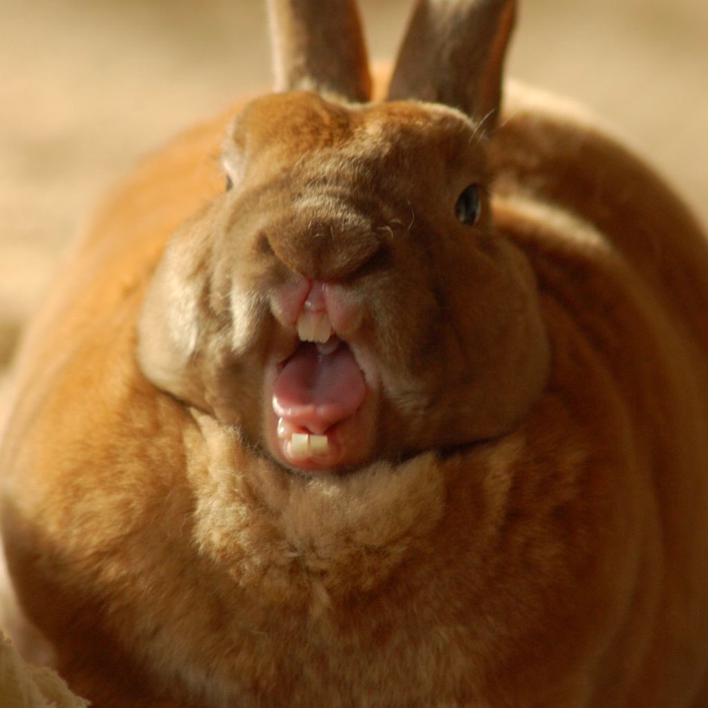 Dit is gelukkig niet Flappie