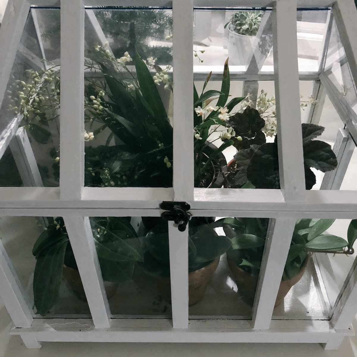 TommyTonsberg's tweet image. Day 6: Todays happy is that I finished restoring this «wardian case» I found in the barn. Mostly happy because I didn’t quit when it got difficult fitting the new glass. Last two photos are before photos. #TodaysHappyTweet