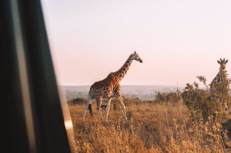 American Nomad tweet media