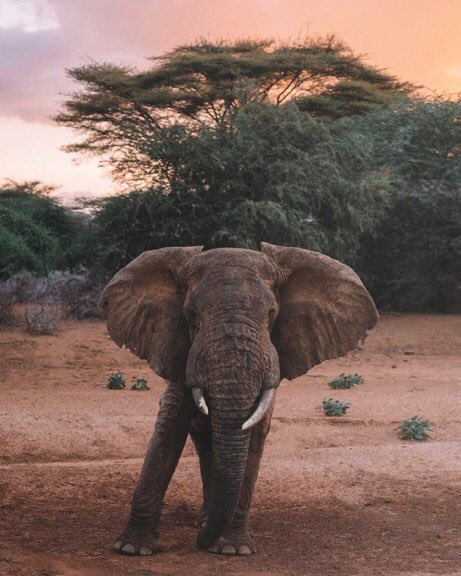 Safari in Kenya
