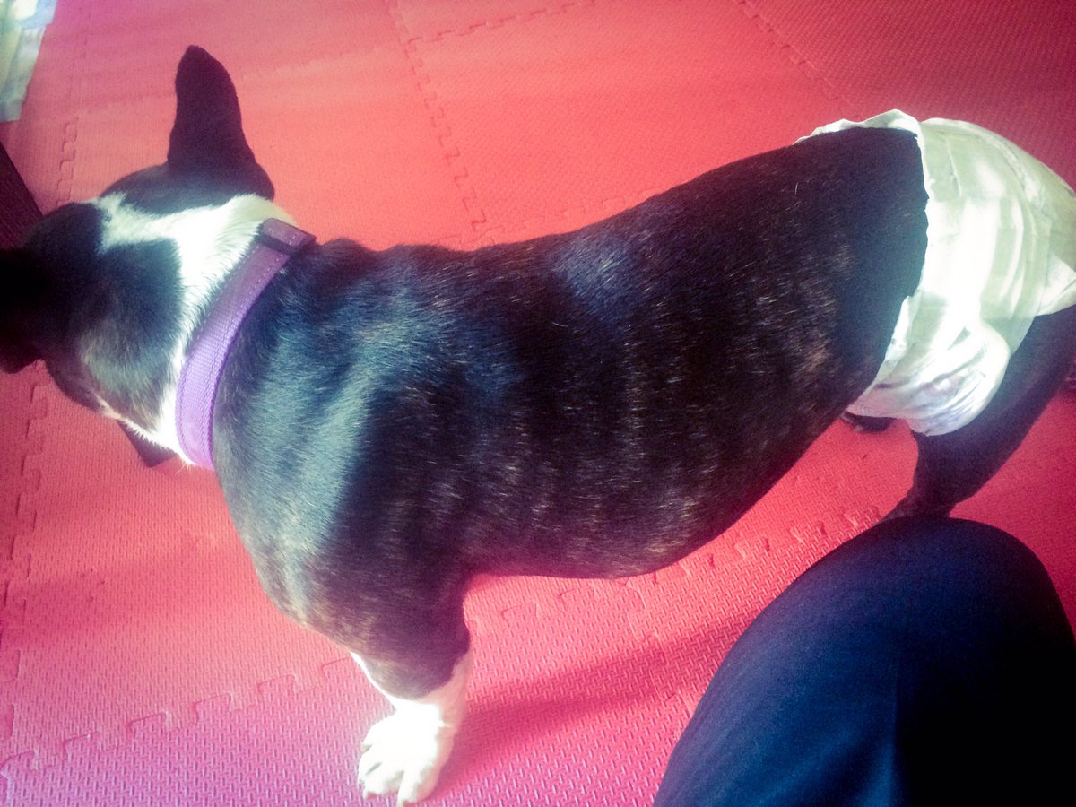LeakyLucky's tweet photo. #tbt First time I wore diapers!! I actually think they're pretty comfy! :) #cutedog #frenchies #bulldog #leakylucky https://t.co/mnRn0QhwVs
