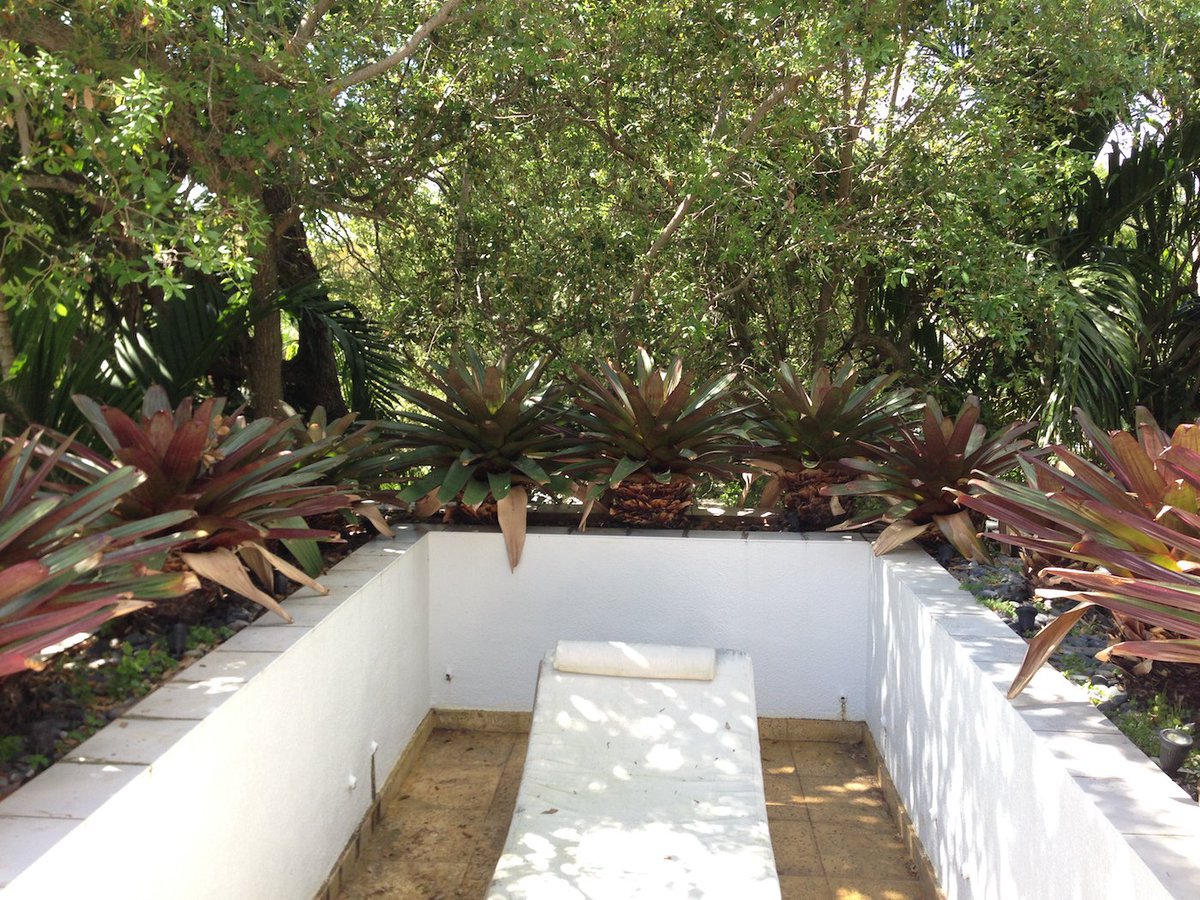 "Imperial Bromeliads"  (Alcantarea imperialis) looking happy off the upper deck at #Krusevillle #Miami