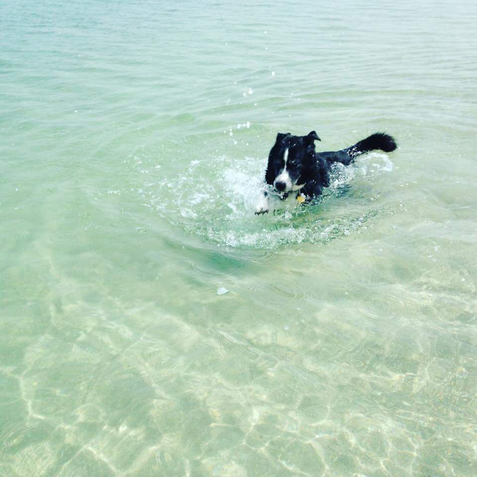 KoolSkinz's tweet photo. Check out #dogsthathike on @instagram. There are some great shots of #dogs in amazing places! Here are some pics of our #furriend Opie, the ultimate adventure dog, lounging on the Persian Gulf! Show us some of the great places you and your dogs have been!
#dogsonadventures https://t.co/JBk01jsTl0