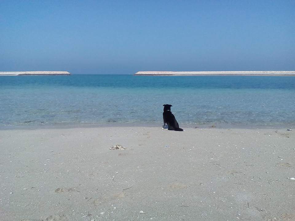 Check out #dogsthathike on <a href="/instagram/">Instagram</a>. There are some great shots of #dogs in amazing places! Here are some pics of our #furriend Opie, the ultimate adventure dog, lounging on the Persian Gulf! Show us some of the great places you and your dogs have been!
#dogsonadventures