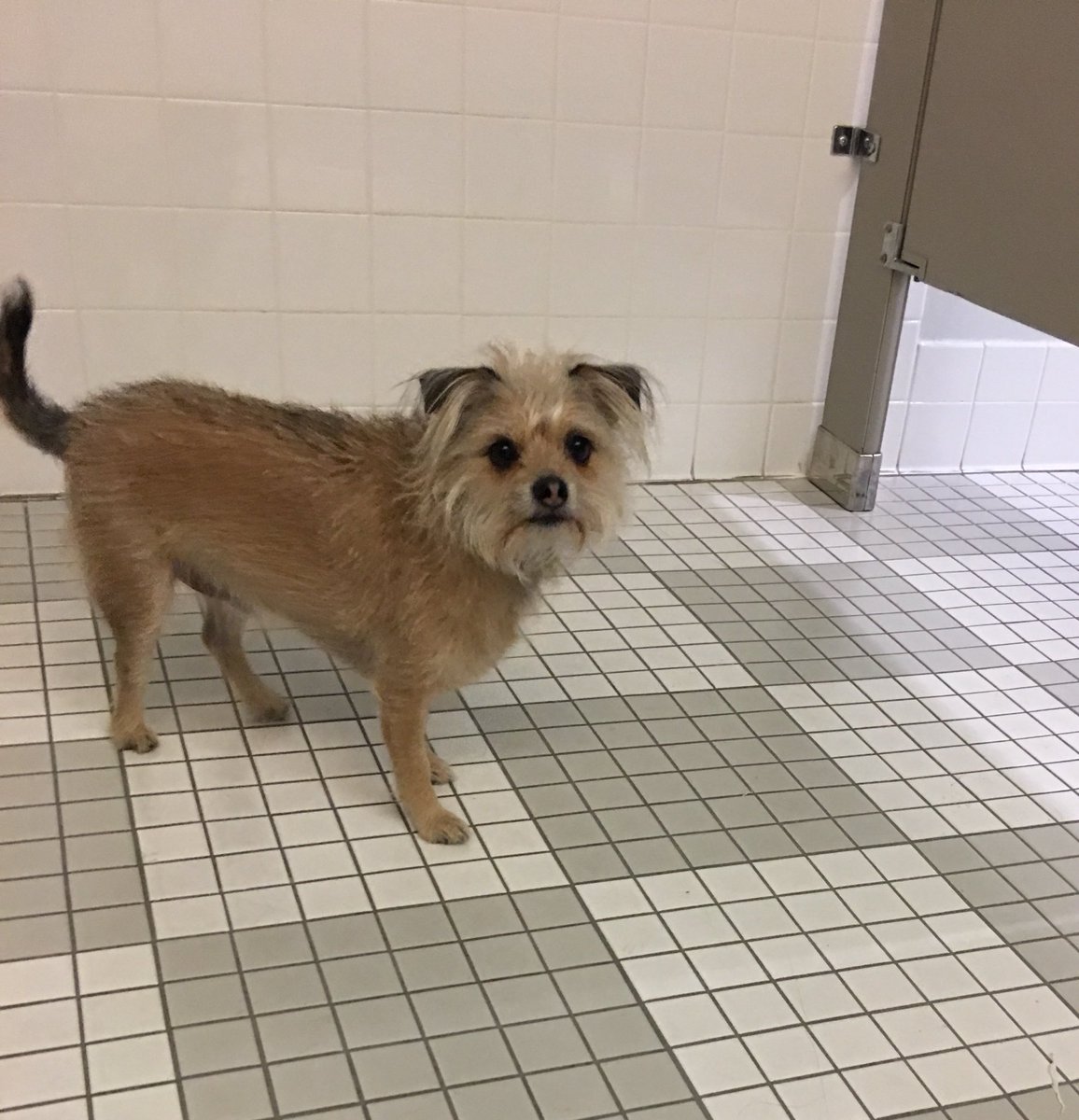 sweatyhairy's tweet photo. using a public stall and he walked in without knocking https://t.co/hfsP2C9Lwx