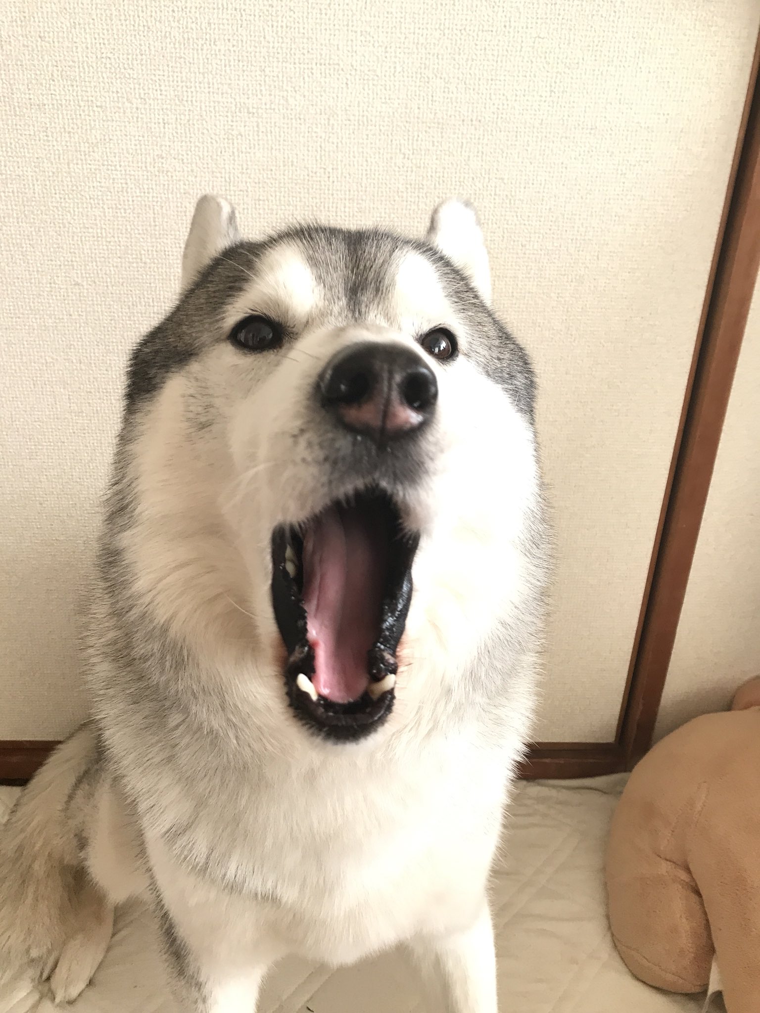 プピプピ文太 Twitterissa 眠いらしくて全然顔が決まらなかった文太 犬も人も 眠い時は盛れないね笑 T Co Gvmfs4nz26 Twitter