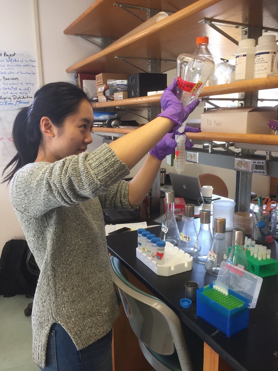 KSamerotte's tweet image. Finished spinning down and freezing yeast from the last timepoint of #1BigBatch. Recruited high school intern extraordinaire @graceyraspberry to get the job finished. @GrantKinsler @PetrovADmitri @TuyaYokoyama