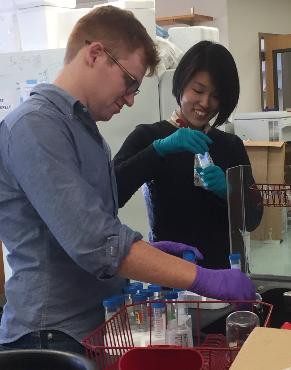 KSamerotte's tweet image. Finished spinning down and freezing yeast from the last timepoint of #1BigBatch. Recruited high school intern extraordinaire @graceyraspberry to get the job finished. @GrantKinsler @PetrovADmitri @TuyaYokoyama