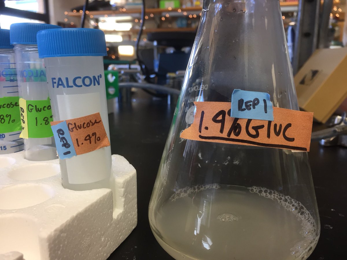 KSamerotte's tweet image. Finished spinning down and freezing yeast from the last timepoint of #1BigBatch. Recruited high school intern extraordinaire @graceyraspberry to get the job finished. @GrantKinsler @PetrovADmitri @TuyaYokoyama