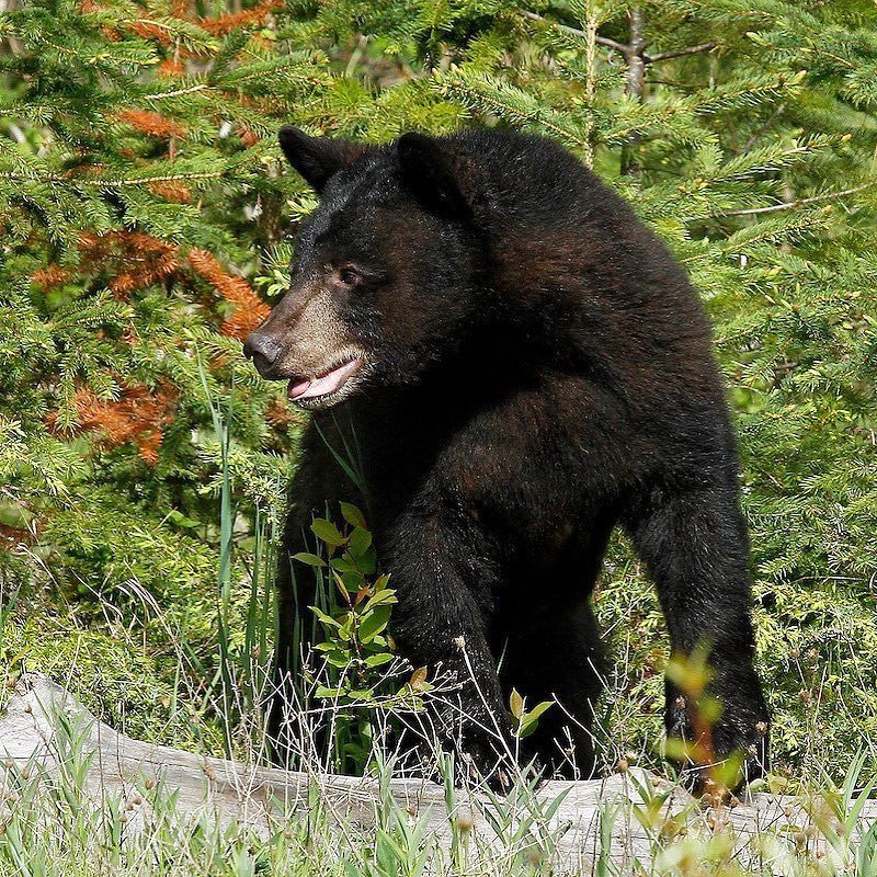 Colorado Parks and Wildlife on Twitter: Colorado Parks and Wildlife on Twitter:
