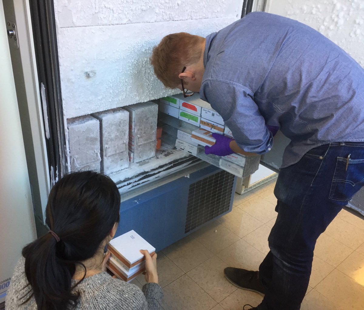 GrantKinsler's tweet image. All timepoints of #1BigBatch are in the freezer! In January, we'll extract DNA, prepare libraries, and sequence barcode regions to get relative frequency information of mutant lineages. @KSamerotte @PetrovADmitri