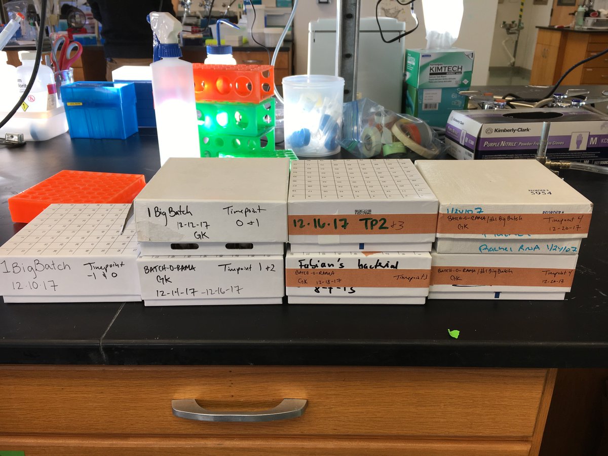 GrantKinsler's tweet image. All timepoints of #1BigBatch are in the freezer! In January, we'll extract DNA, prepare libraries, and sequence barcode regions to get relative frequency information of mutant lineages. @KSamerotte @PetrovADmitri