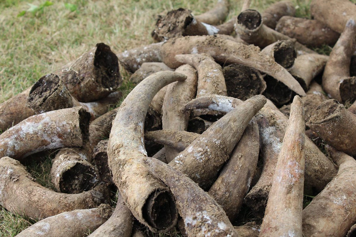 Digging out the cow horn manure we buried back in March. We're now collecting the manure and will spray it next September/October 2018 to increase the biodynamic activity in the soil which will feed the vines. #Biodynamicpreparation500 #Biodynamy  #nzorganicwines #Marlborough