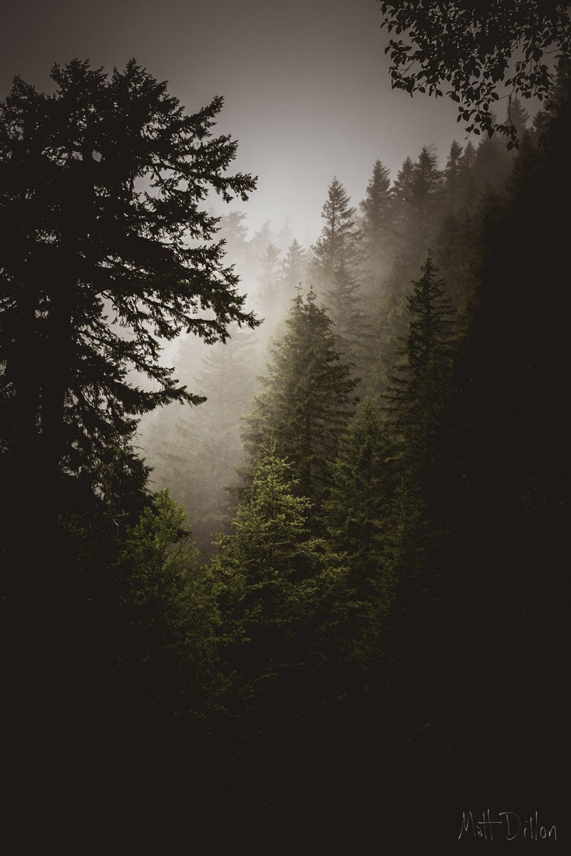 MattDillonPhoto's tweet photo. .
"Foggy Morning"
-----
#landscapephotography #landscapelover #landscape_captures #landscape_photography #landscape_hunter #landscape_specialist #landscapeporn #getlost #splendid_earth #earthfocus #pnw #oregon #exploreoregon #pacificnorthwest #ExploreOR #fog #forest #trees https://t.co/w9RCpDp9Pg