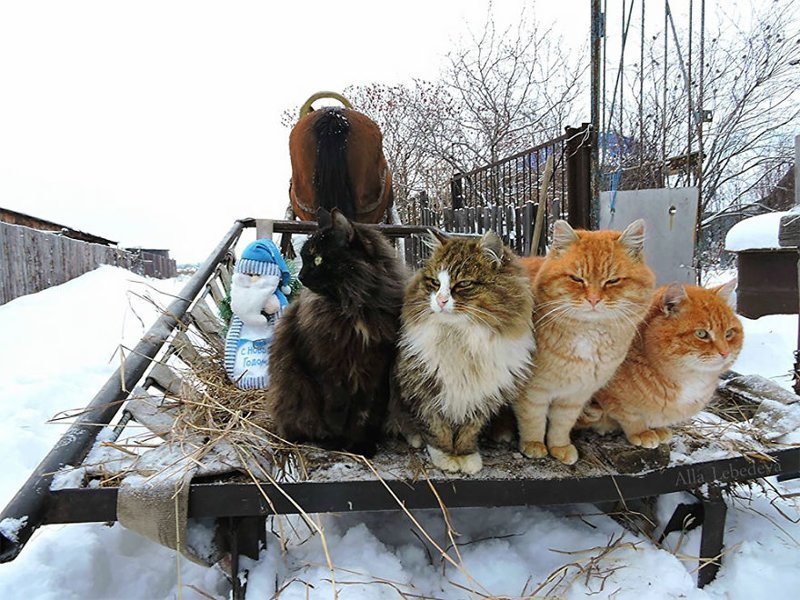 Krasoti_Rossii's tweet photo. Огромная семья суперпушистых сибирских кошек живет в пригороде Барнаула 
#Красоты_России #КрасотыРоссии #Россия https://t.co/N5vSB8Qh6R