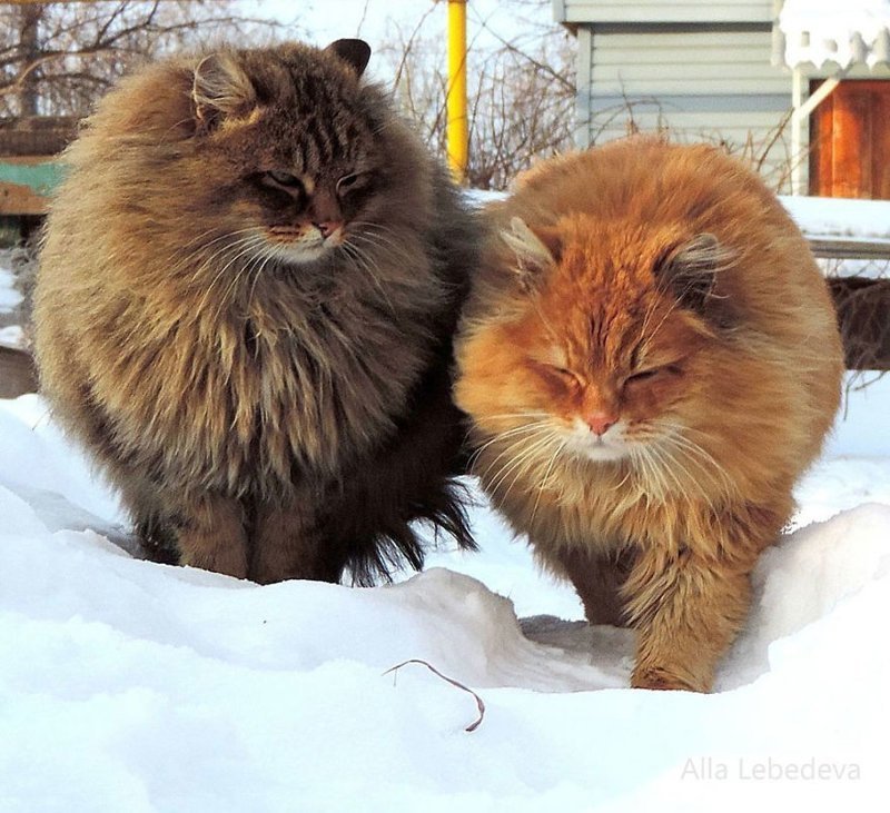 Krasoti_Rossii's tweet photo. Огромная семья суперпушистых сибирских кошек живет в пригороде Барнаула 
#Красоты_России #КрасотыРоссии #Россия https://t.co/N5vSB8Qh6R