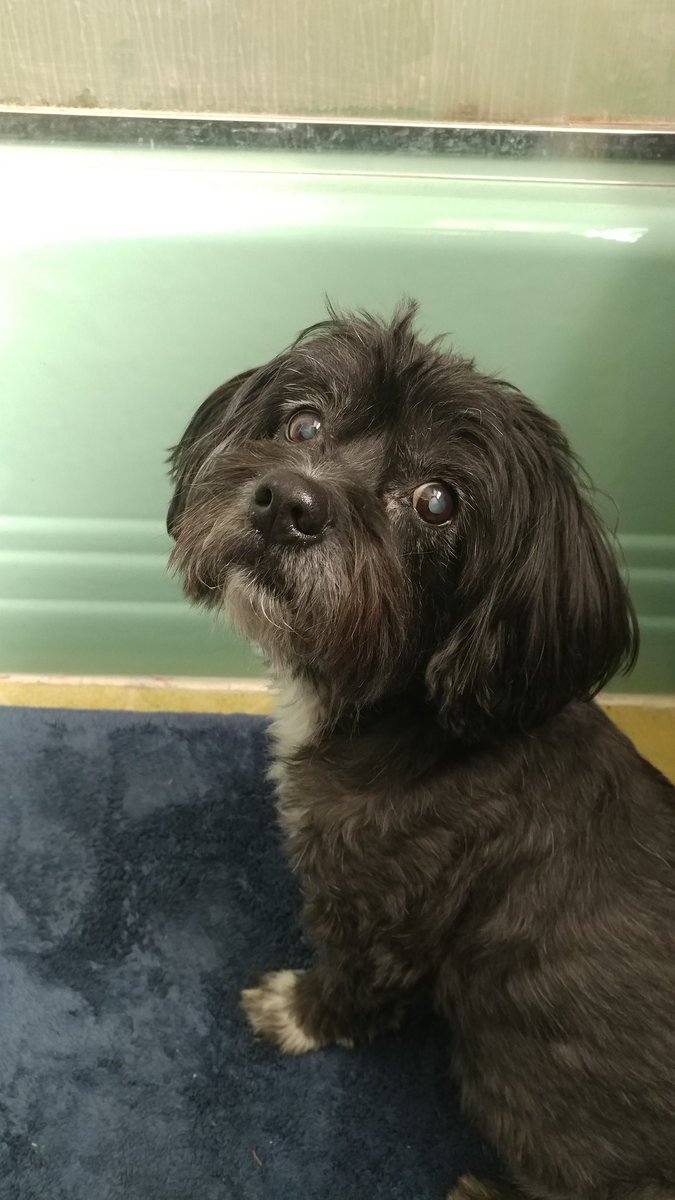 ScarletFierceLA's tweet photo. This has been one of our hardest years to date. My christmas wish is for my dog to see again. Please like and retweet our gonfund me to help. 

https://t.co/mFWo26dhp4 https://t.co/j29heyF3rA