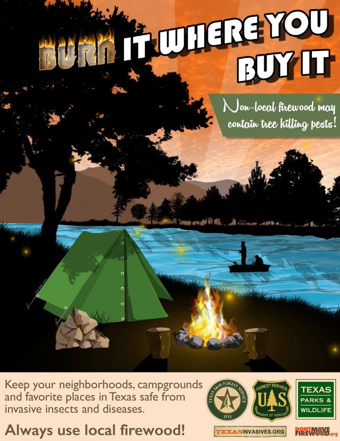 TXForestService's tweet image. Burn it where you buy it! Non-local firewood may contain tree-killing pests. #OakWiltPrevention