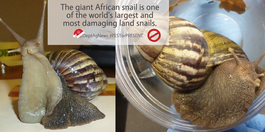 DAFFgov's tweet photo. #PESTorPRESENT 🚫 @DeptAgNews media team (yes, that's us) for alleging there were no snails native to Australia when in fact there are hundreds. One we don't have is the #GiantAfricanSnail, and we want to keep it that way | Find out more about GAS: https://t.co/zfXMQYXQs9 https://t.co/3yYoFSZCt2