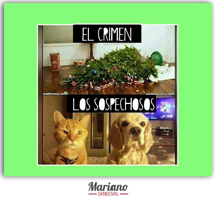 ChefMarianoS's tweet photo. ¿Quién tiene cara más sospechosa? 🧐 https://t.co/gPjhYg3Esz