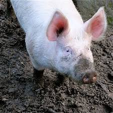 agriculturamex's tweet photo. #RazasCerdos Originarios de Inglaterra. Los #Large_White son de color blanco y presentan ocasionalmente manchas en la piel. https://t.co/oAtZ4lnmI6