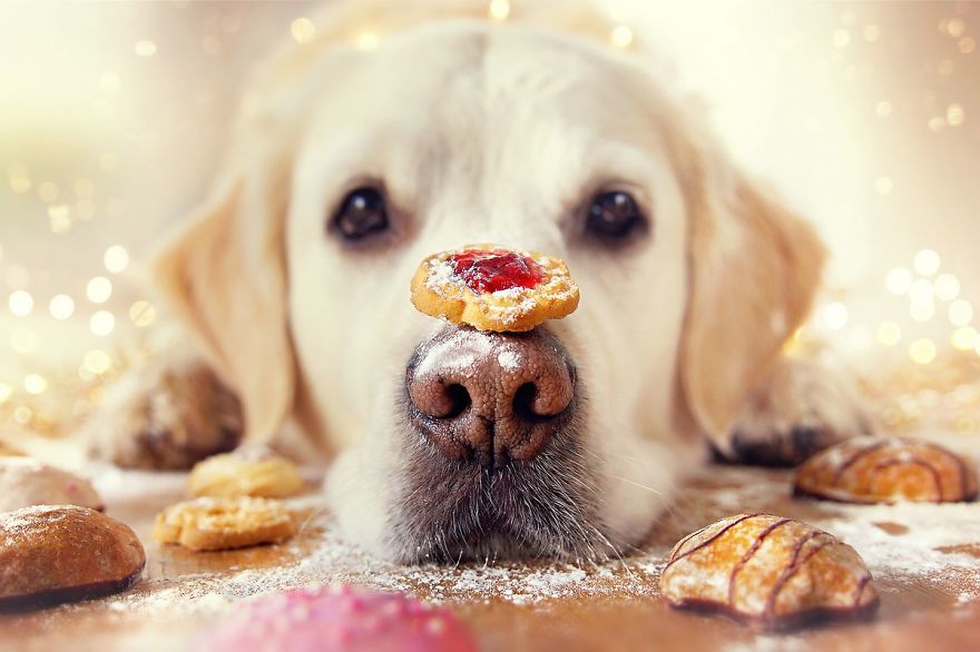 NWPetFair's tweet photo. Beautiful Amazing My Dog Mali Enjoying Christmas Time https://t.co/xsJKw8fEj2 https://t.co/KCJCEBBH1S