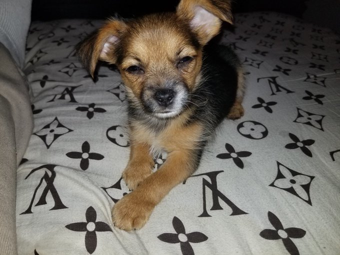 Rescued Chihuahua male mix 2 months old needs a home Southern California! DM me if your interested:)<a href="/tag/porntourn"class="tags"><span>#porntourn</span></a>