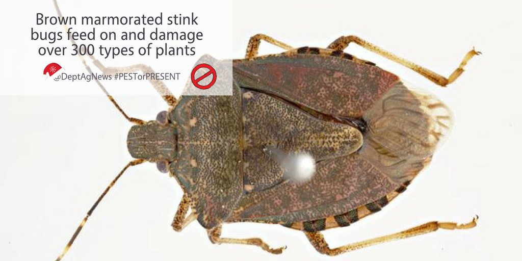 DAFFgov's tweet photo. #PESTorPRESENT 🚫 It's brown marmorated stink bug season and we're working overtime to keep these bugs out of Australia. They feed on and damage over 300 types of plants and could harm our #ausag industries | Find out more about these stinkers: https://t.co/yeX1KeJEvx https://t.co/5gumlKSsC6