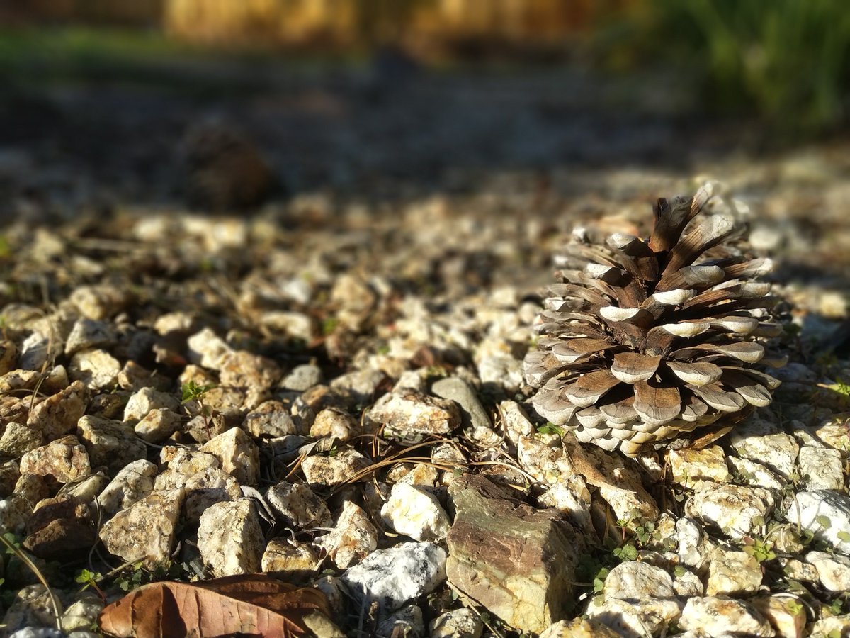 byin8's tweet photo. pinepinecone #EssentialPortraitContest @essential https://t.co/EFVkDdnmCI