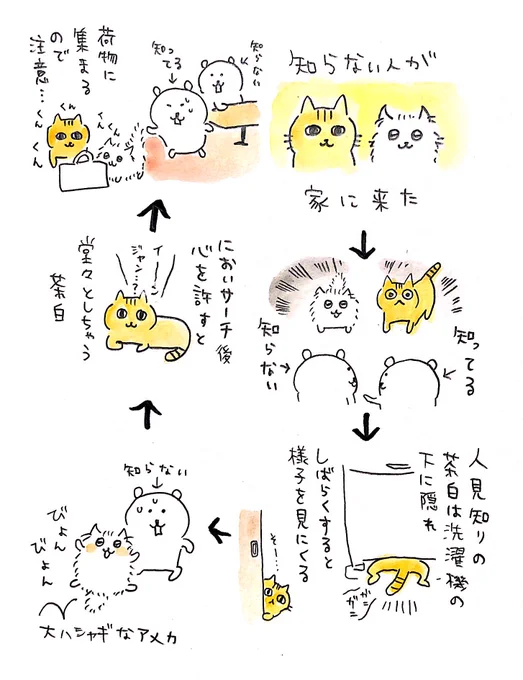 知らない人とねこ 