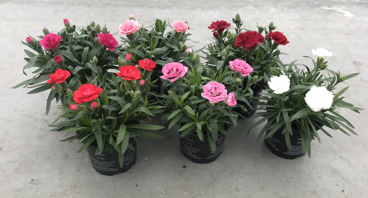 Ze zijn weer leverbaar #Dianthus p10.5