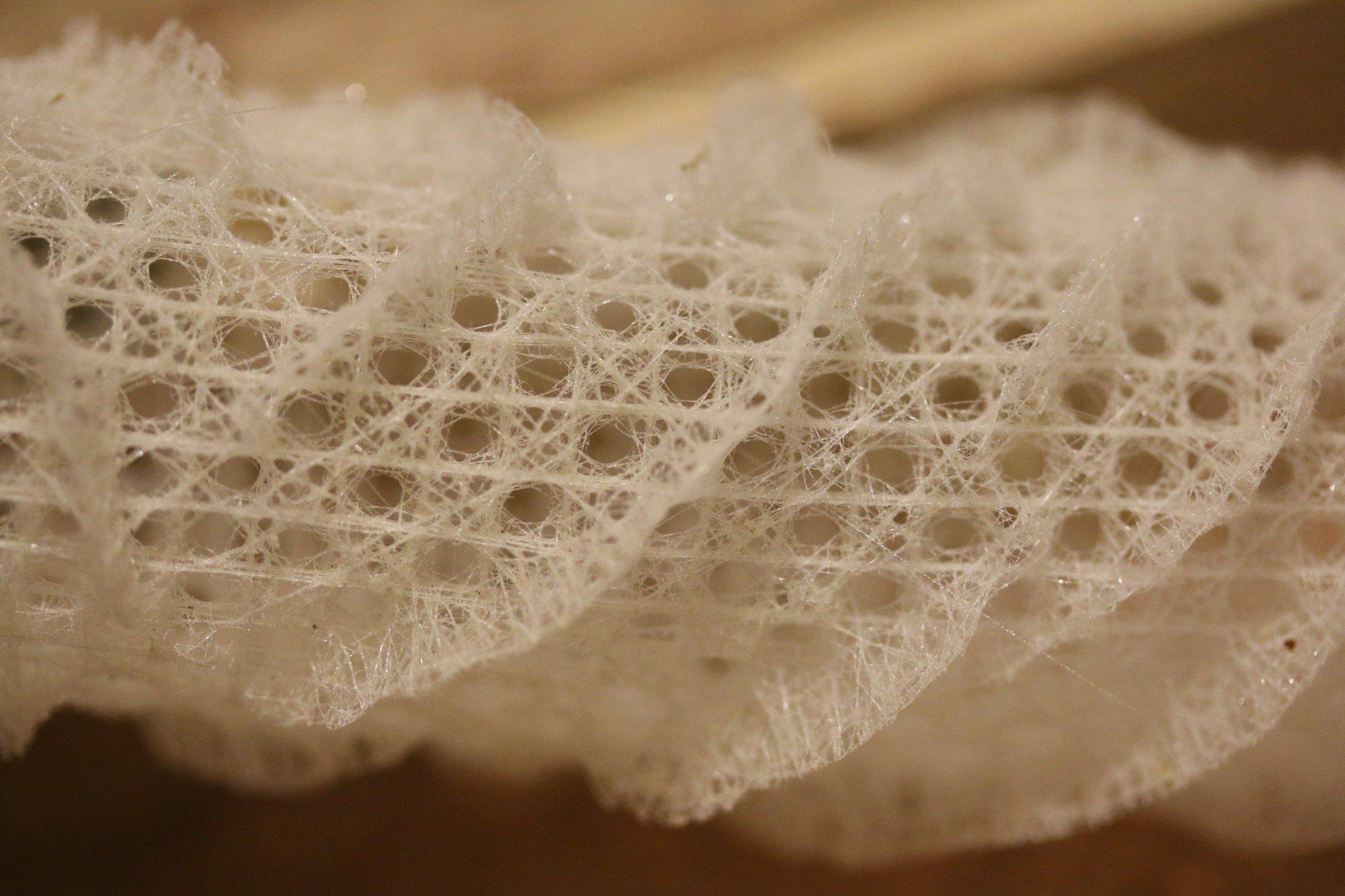 1点物】極希少☆極美品カイロウドウケツ 縁起物 深海生物 25-30cm 標本