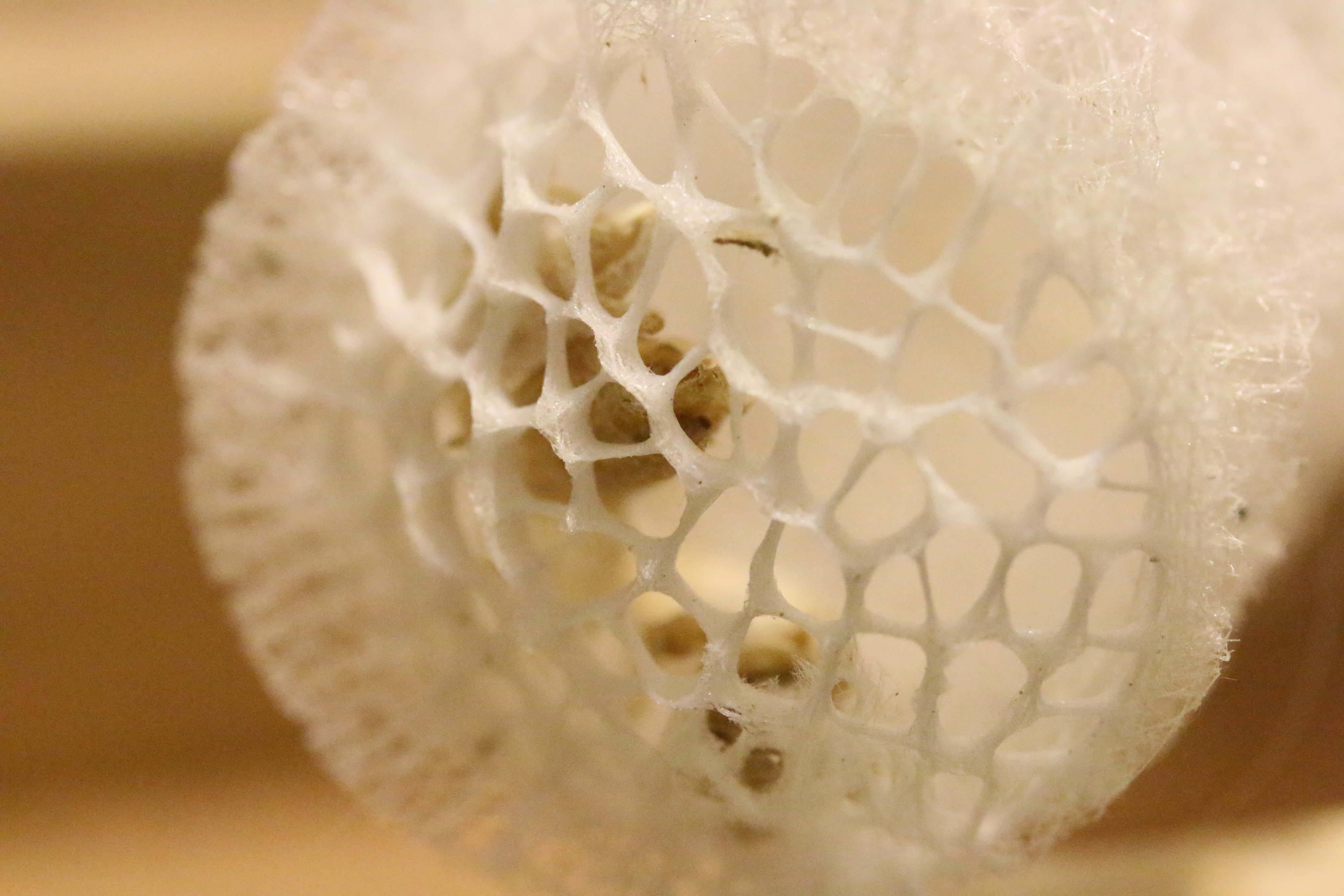 1点物】極希少☆極美品カイロウドウケツ 縁起物 深海生物 25-30cm 標本