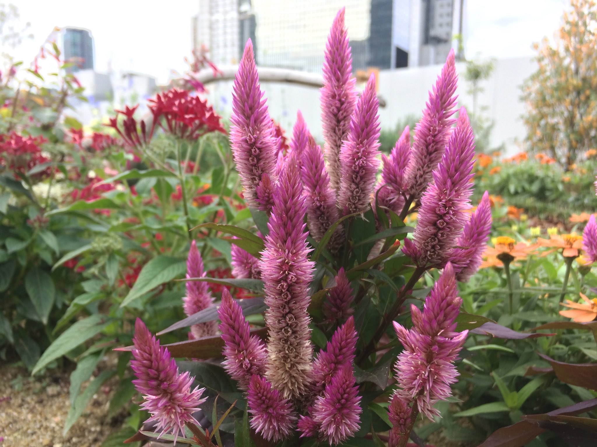 うめきたガーデン 花の都プロジェクト 槍のようにとがった花を咲かせるセロシア ノゲイトウ ヒユ科ケイトウ属の花 で熱帯アジアが原産 花言葉の 希望の灯 は シルエットがろうそくの炎のように見えることからつけられたそうです Ptk Japan