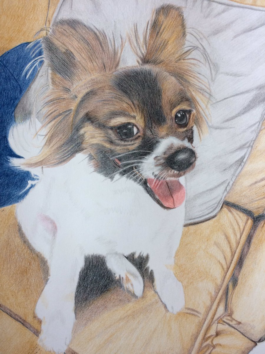 트위터의 Arata 님 パピヨンとチワワのミックス犬 完成しました 初 動物です 色鉛筆 色鉛筆画 色鉛筆絵 色鉛筆絵を流して色鉛筆民を増やそう 絵描きさんと繋がりたい