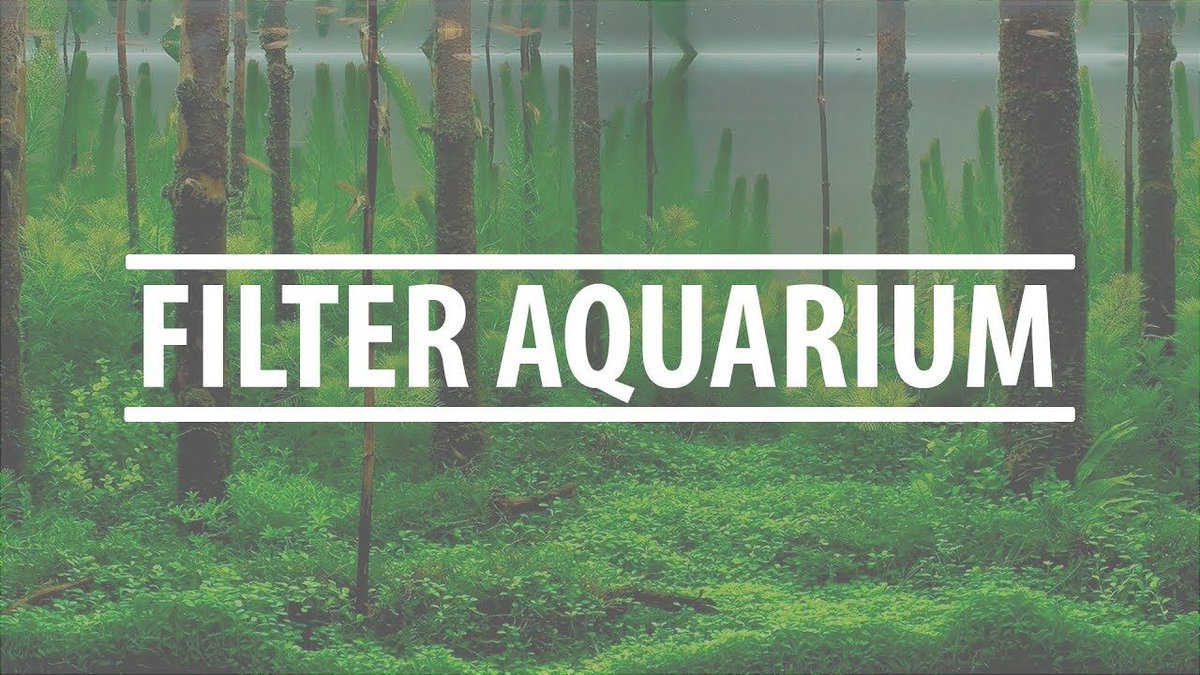 Bali Reef Aquarium On Twitter Https T Co Krohoerwpm Guide