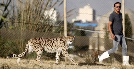 '세계에서 두 번째로 희귀한 고양이과 동물'은 곧 사라진다 : 전세계에 50마리도 남지 않은 아시아치타의 멸종은 막을 수 없을지도 모른다 goo.gl/gCeMLV