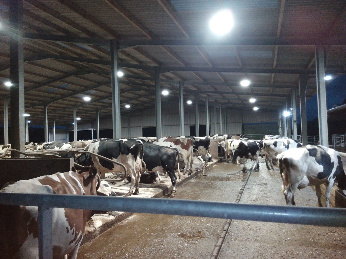 Great LED lighting installed in collecting yard at Garreg Farm, Carmarthenshire! 
#EnergySaving  #HappyCows #FarmElectrics

Source : bit.ly/2DlNjIH