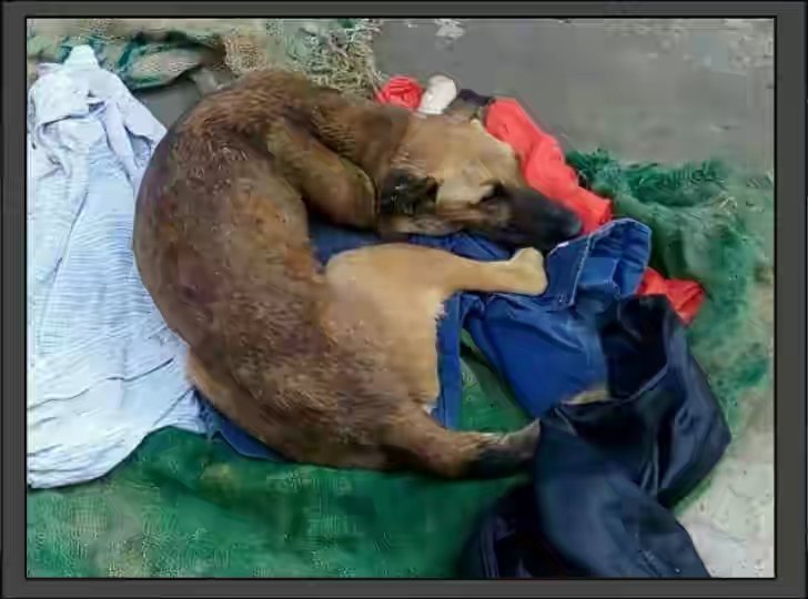 dhyanfoundation's tweet photo. Dog condition is critical as he was beaten up by some locals. He had #fractured some parts of his body. We got the dog shifted to
#KrishnaAshram for treatment and shelter.
#SaveAStray https://t.co/JrnAZJOpwh