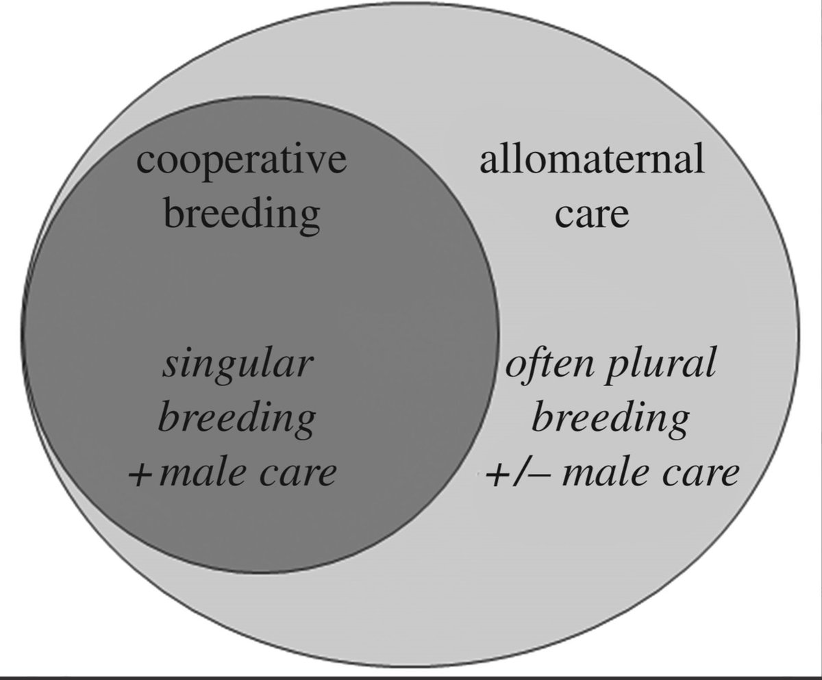 buy an anthology of structural morphology