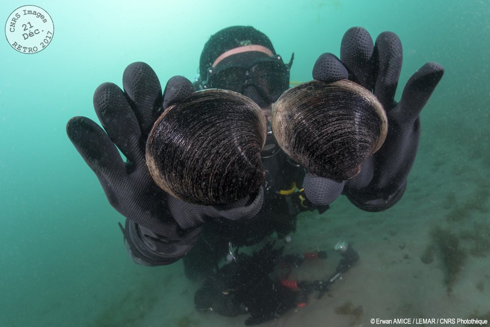 CNRS's tweet photo. #RETRO2017 Deux #bivalves, "Arctica islandica", prélevés au large de l'île de #Miquelon, dans l'archipel de Saint-Pierre-et-Miquelon. Ce #mollusque a une espérance de vie très longue. L'âge d'un spécimen pêché en Islande a été estimé à 500 ans par #sclér… https://t.co/4r6iBMZMCk https://t.co/17zkti5u4U