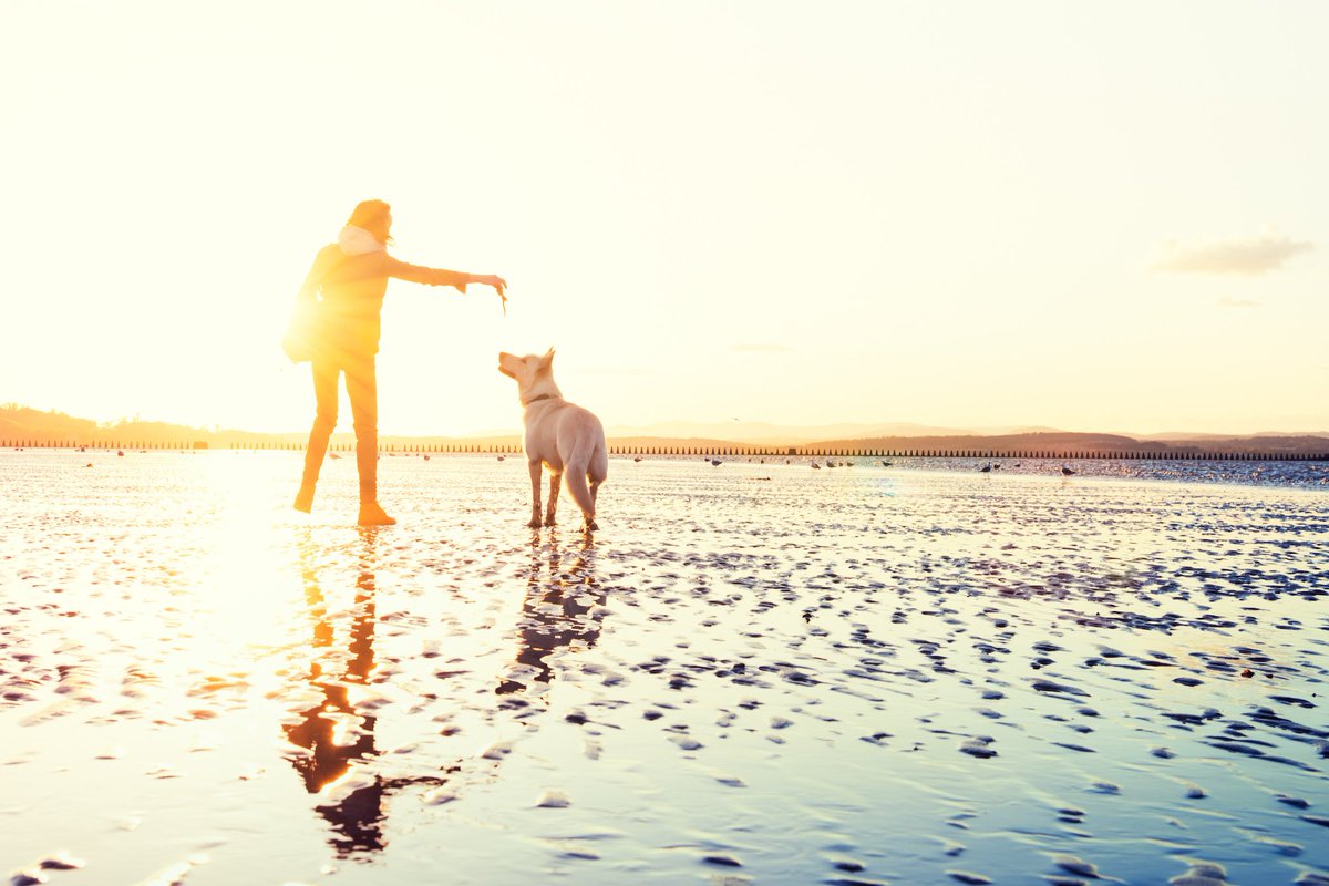 HoundLounging's tweet photo. It’s #throwbackthursday time and we’re reminiscing about all the dog-friendly beaches we discovered this year. Including…
#westwardho #northamburrows #berrowbeach #eyemouthbeach #hunstantonbeach #cablebay #babbacombebeach https://t.co/6o6GgGYcSc https://t.co/ubwM8OwaTa