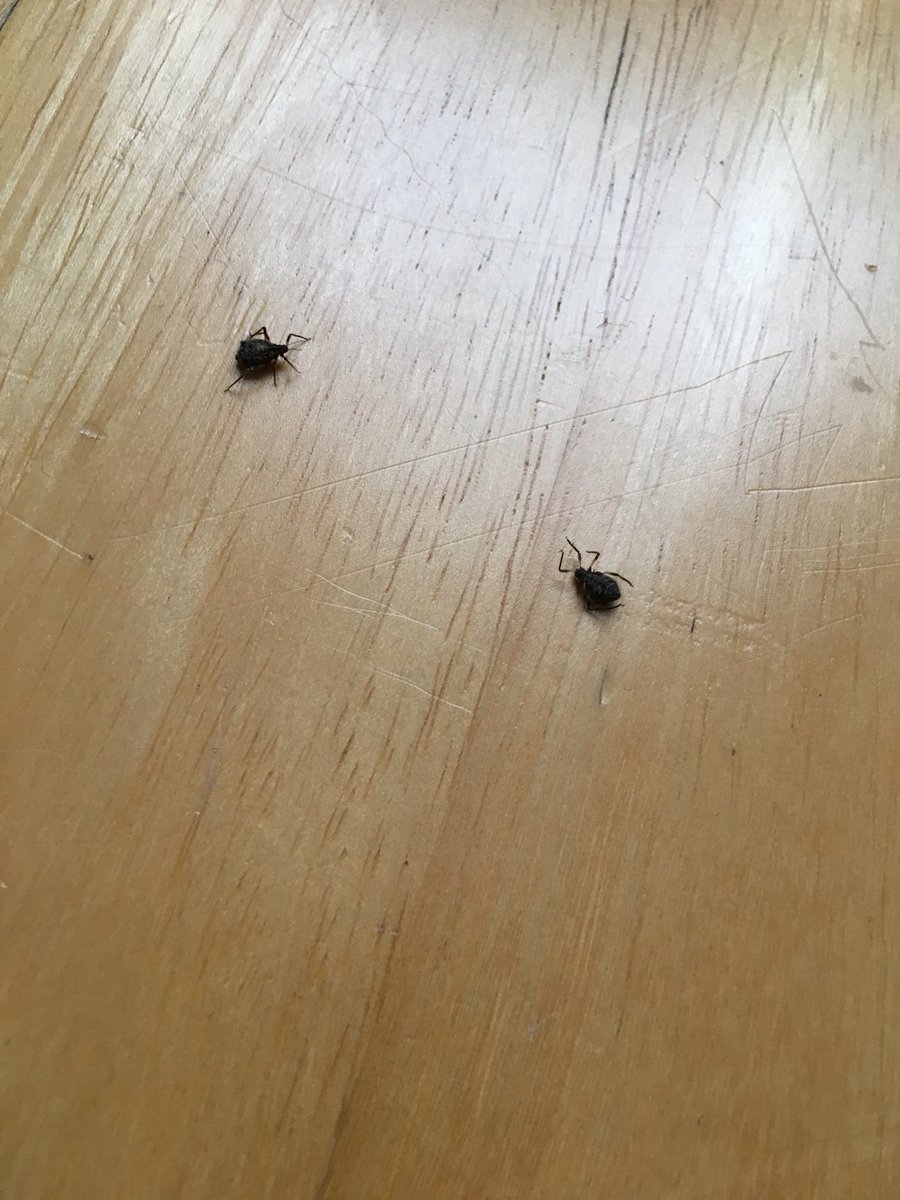 GoldsmithKaty's tweet photo. @waitrose hello, we’ve had to throw out our Waitrose Christmas tree before Christmas because it is invested with Vine Weevils that have got all over our flat 😭 very upsetting! https://t.co/9AFO1MO6u5